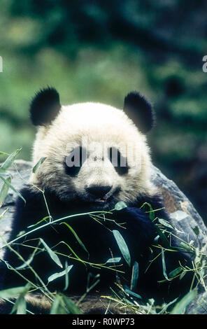Asia; China; Wolong; Sichuan Province; Wolong China Panda Reserve; Wildlife; Mammals; Bears; Giant Panda; Endangered Species; Eating bamboo. Stock Photo