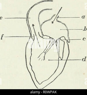 'Applied physiology : including the effects of alcohol and narcotics' (1897) Stock Photo