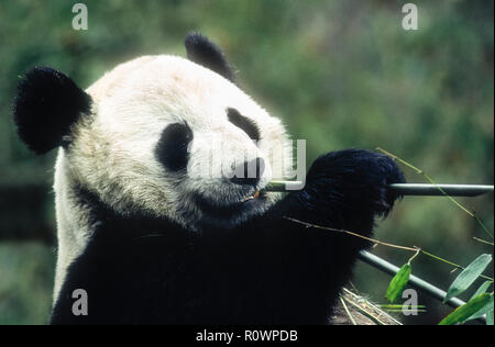 Asia; China; Wolong; Sichuan Province; Wolong China Panda Reserve; Wildlife; Mammals; Bears; Giant Panda; Endangered Species; Eating bamboo. Stock Photo