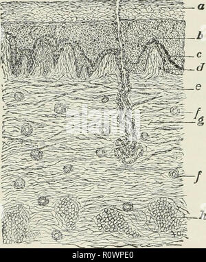 'Applied physiology : including the effects of alcohol and narcotics' (1897) Stock Photo