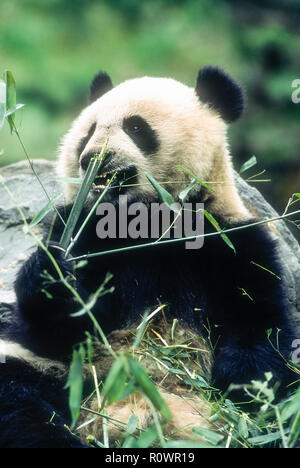 Asia; China; Wolong; Sichuan Province; Wolong China Panda Reserve; Wildlife; Mammals; Bears; Giant Panda; Endangered Species; Eating bamboo. Stock Photo