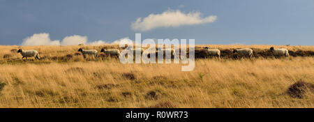 A line of sheep walking across open moorland. Stock Photo