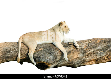 White female lion resting on a tree branch isolated on white. Stock Photo
