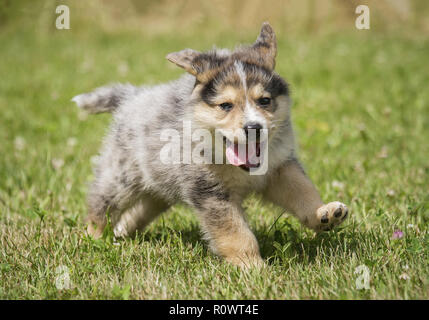 Welpe, Rottweiler-Catahoula Mix Stock Photo