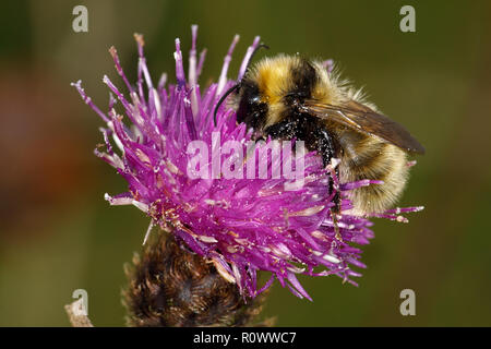 Bombus distinguendus, Great Yellow Bumblebee, male feeding on Black Knapweed,Centaurea nigra Stock Photo