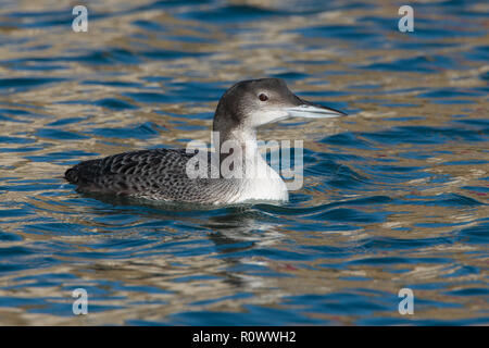 Great Northern Diver, Gavia immer, in first winter plumage Stock Photo