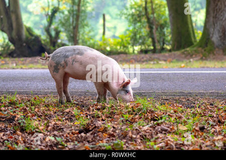 Pigs eating Acorns in the New Forest National Park, Hampshire, UK, a practise known as Pannage Stock Photo