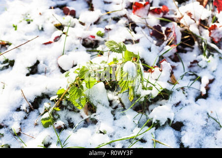 green twig on lawn covered with the first snow in frosty autummn day Stock Photo