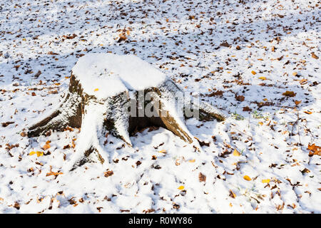 cut tree stump covered with the first snow on forest meadow in cold autumn day Stock Photo