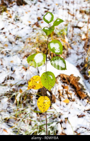 twig covered with the first snow on forest glade in cold autumn day Stock Photo