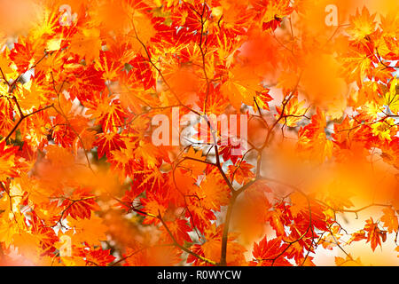 Close-up image of Vibrant Autumn coloured leaves of the Japanese maple tree - Acer Palmatum