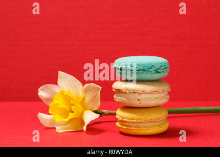 Sweet macarons cakes of different color with fresh yellow daffodil flower on red textured surface and background Stock Photo