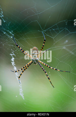 Banded garden spider, Argiope trifasciata in her web. Spain. Stock Photo