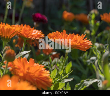 An english country garden in high summer Stock Photo - Alamy