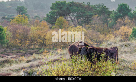 The sand dunes of Schoorl in The Netherlands Stock Photo - Alamy
