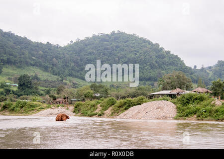 Elephant walking through the water in a an elephant rescue and rehabilitation center in Northern Thailand - Asia Stock Photo