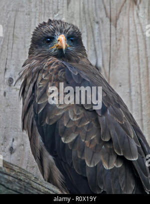 Yellow Billed Kite (milvus aegyptius) Stock Photo