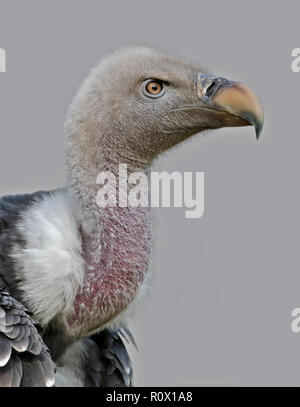 Ruppell's Vulture (gyps rueppellii) Stock Photo