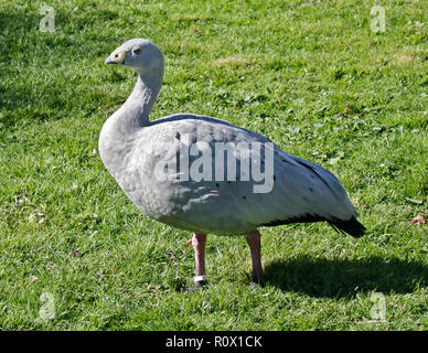 Cape Barren Goose (cereopsis novaehollandiae) Stock Photo