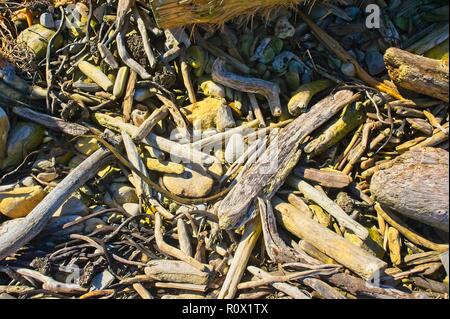 Sticks, twigs and small branches strewn on the beach in the sunshine make a comforting background of soft texture. Stock Photo