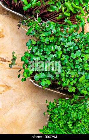 Growing microgreens on wooden background. Healthy eating concept of fresh garden produce organically grown as a symbol of health. Top view copy space Stock Photo