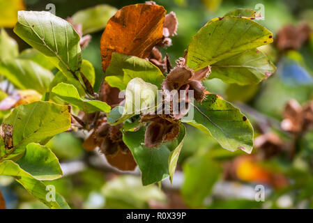 European beech / common beech (Fagus sylvatica) close up of leaves and nuts in open cupules in early autumn Stock Photo