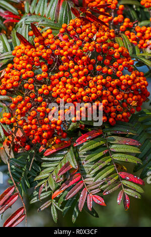 Close up of rowan tree leaves in taiga forest Stock Photo - Alamy