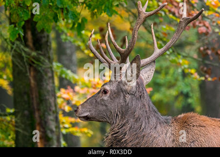 Red deer (Cervus elaphus) stag / male with huge antlers in autumn forest in the Ardennes during the hunting season