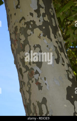 autumnal bark of planes in front of azure sky, multi colored platanus or sycamores bark tree background Stock Photo