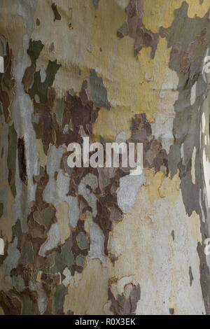 macro shot of the bark of an old plane tree, multi colored platanus or sycamores bark tree background Stock Photo