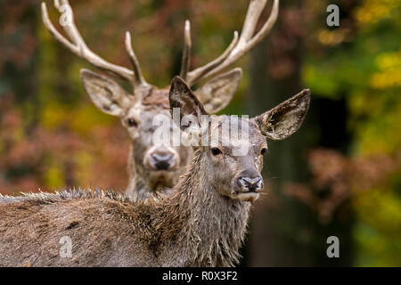 Red deer (Cervus elaphus) female / hind and stag / male in autumn forest in the Ardennes during the hunting season Stock Photo