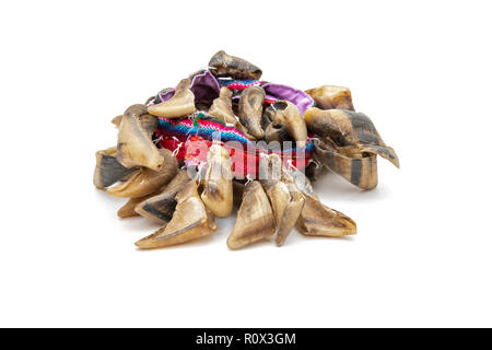 Chulus or Chajchas, Single Goat Toenail Rattle attached to a material band Stock Photo
