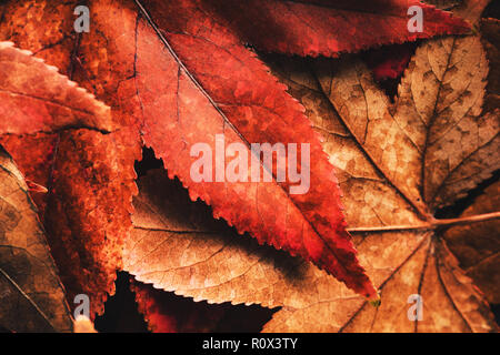 Dry autumn leaves on the ground, fall season background Stock Photo