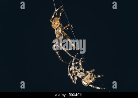 Pair of spiders on the web at night Stock Photo