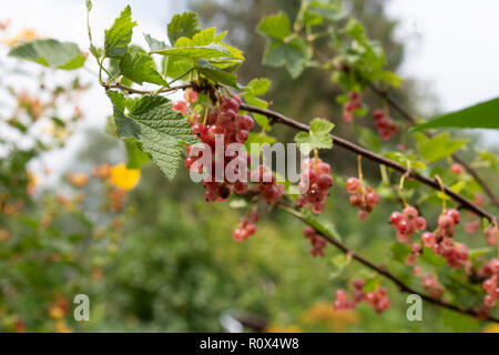 white currant growing on a bush, almost ready for picking Stock Photo