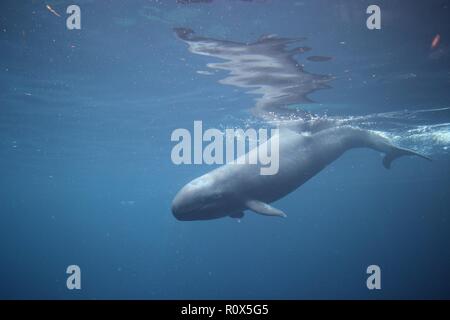 A False Killer Whale, Chester, in Vancouver Aquarium, Canada Stock Photo