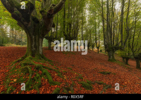 Beech tree roots in Otzarreta, Gorbea natural park Stock Photo