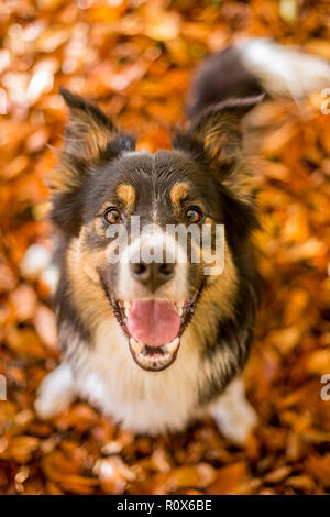 A happy tricoloured border collie sat in autumn leaves staring at the camera with a big smile and excited expression. Stock Photo