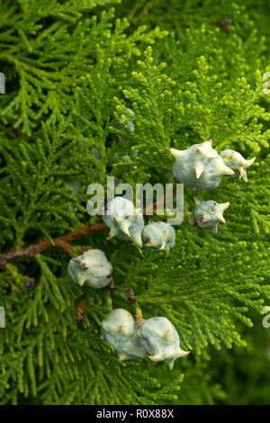 The Chinese thuja (Platycladus orientalis) has very striking immature cones.Blueish white at first, they turn brown when ripe. Stock Photo