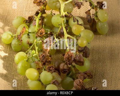 Green grapes. Variety Semillon. Damaged by feeding Bees,Flies,and Hornets:including the Asiatic Hornet.Also with some help from the Blackbirds. Stock Photo