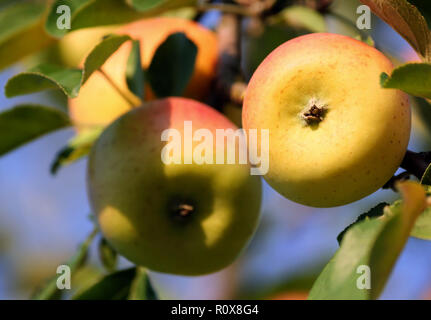 two in the foreground and a few in the background yellow speckled apples grow on a branch, close-up fruit, small and flattened, green foliage and blue Stock Photo