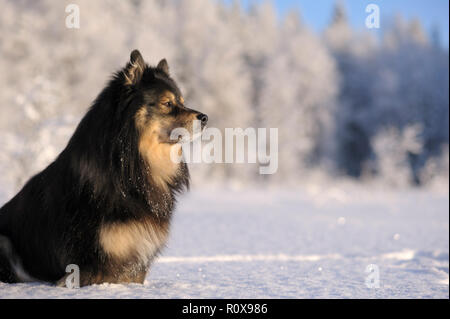 Finnish Lapphund in snowy winter landscape. Stock Photo