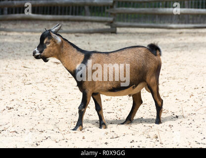 Brown cameroon dwarf goat standing on the sand. Side view Stock Photo