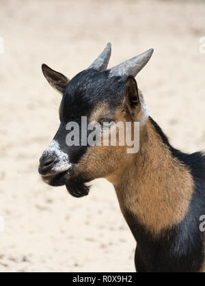 Brown cameroon dwarf goat head close up Stock Photo