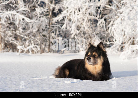 Finnish Lapphund in snowy winter landscape. Stock Photo