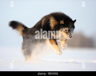 Finnish Lapphund playing in snowy winter landscape. Stock Photo