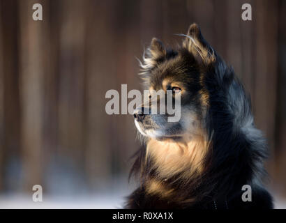 Portrait of a Finnish Lapphund Stock Photo