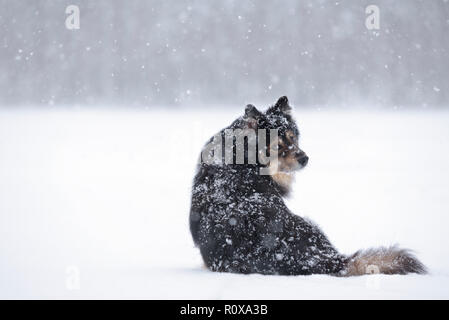 Finnish Lapphund in snowy winter landscape. Stock Photo