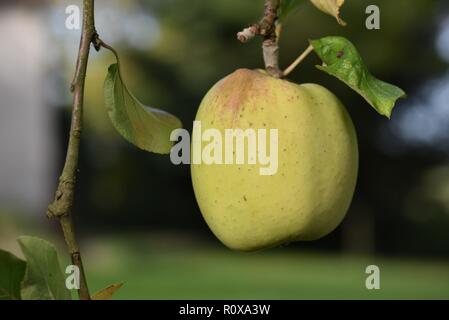 Apple (Malus pumila): a single apple still on the tree branch Stock Photo