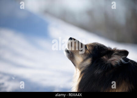 Finnish Lapphund howling in snowy winter landscape. Stock Photo